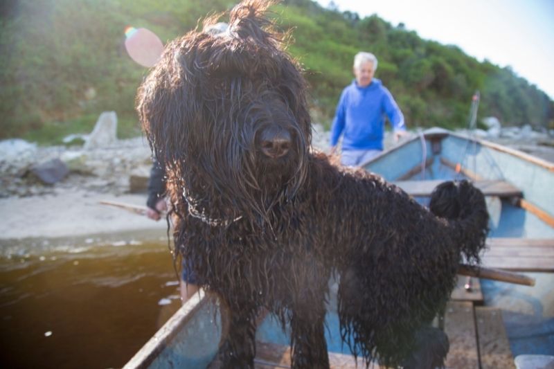 terrier noir russe dans un bateau