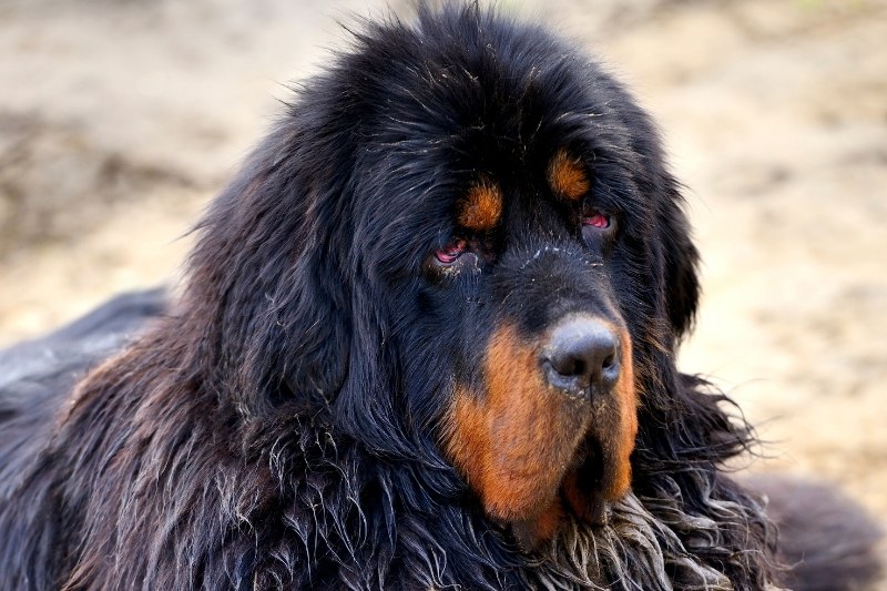 tibetan mastiff orange black portrait