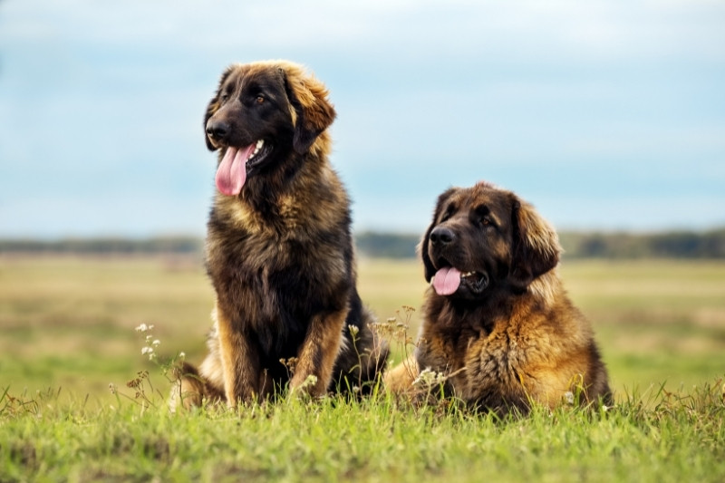 two leonbergers in nature