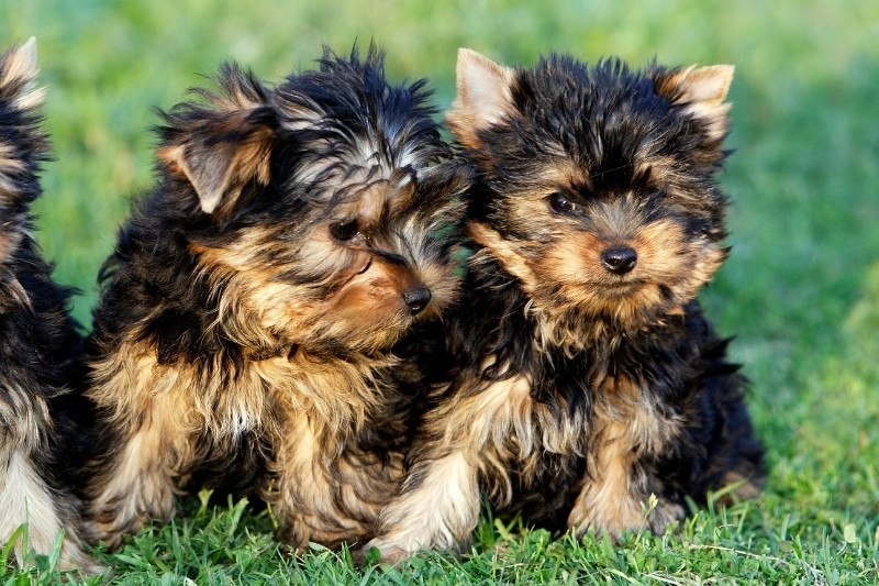 yorkshire terrier puppies