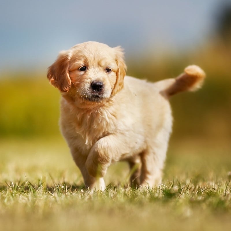 adoption chien homepage