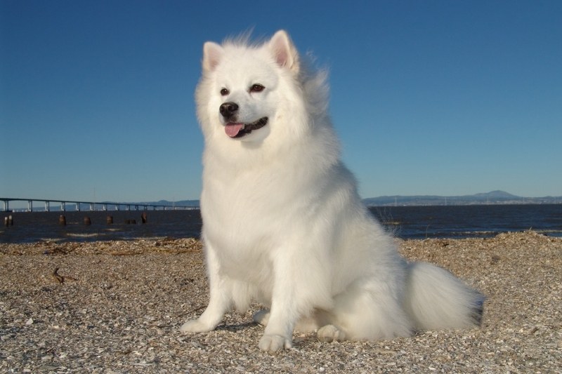 american eskimo sitting