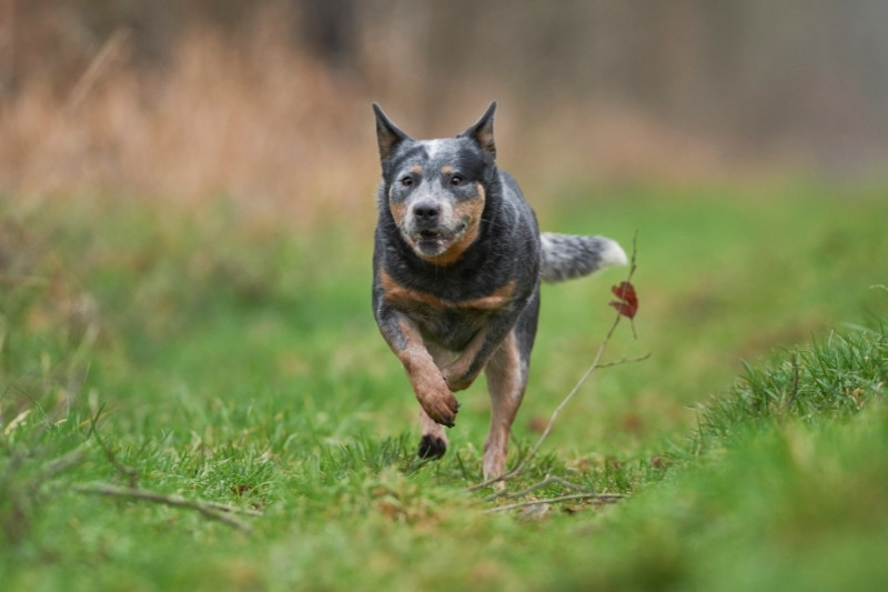 pastor ganadero australiano corriendo en un campo