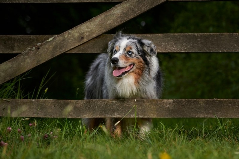 australian shepherd in nature