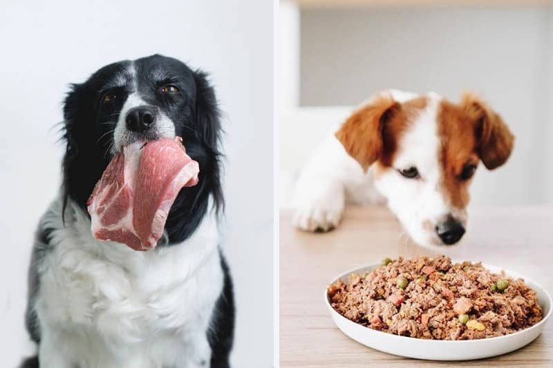 barf vs comida cocinada perros