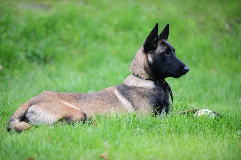 belgian shepherd laying down in a field