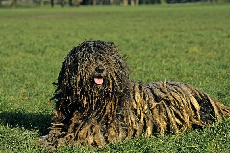 bergamasco tumbado en cesped