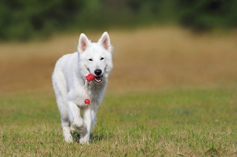 berger blanc suisse dans la nature avec un jouet dans la bouche