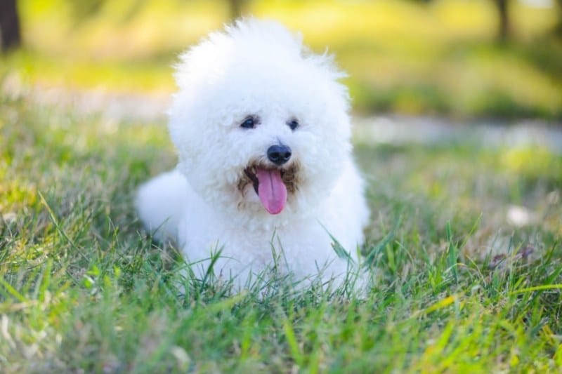 bichon frise laying down