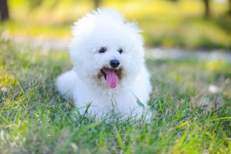 bichon frise laying down