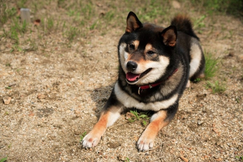 black and tan shiba inu