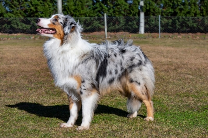 blue merle australian shepherd