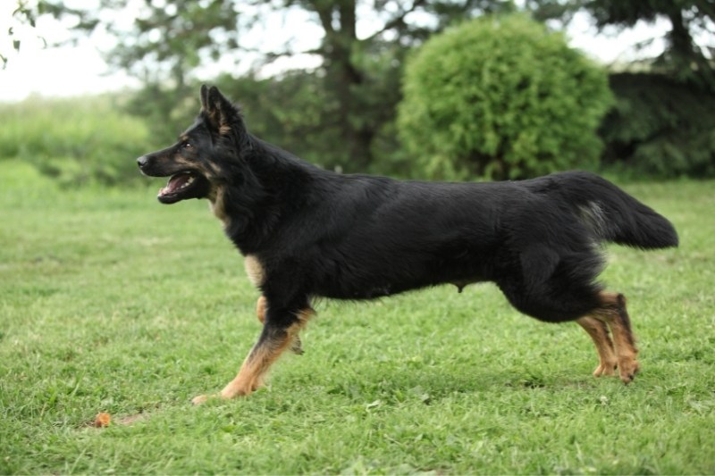 bohemian shepherd standing