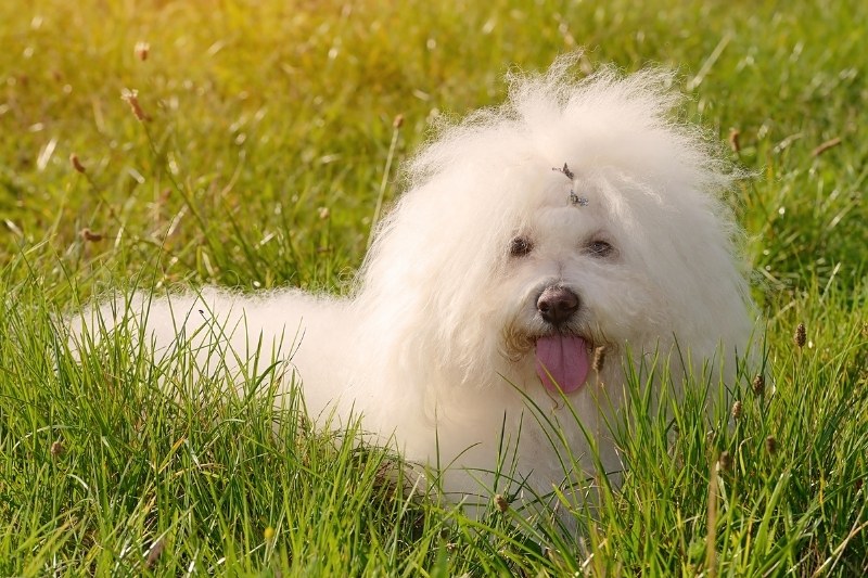 bolognese bichon laying down in a field