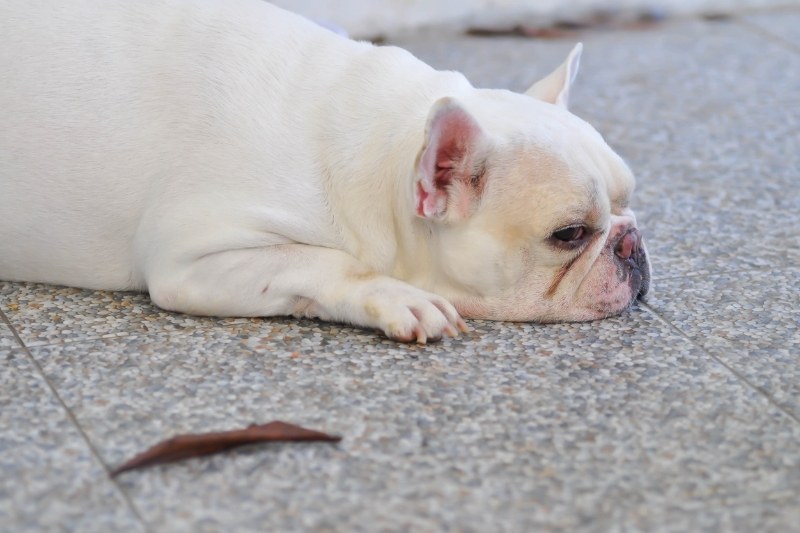 bouledogue français blanc