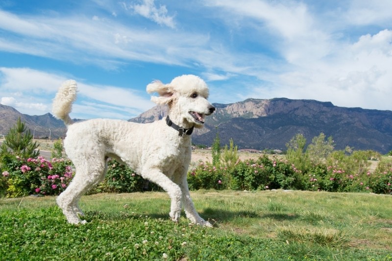 caniche blanco estandard corriendo en un campo