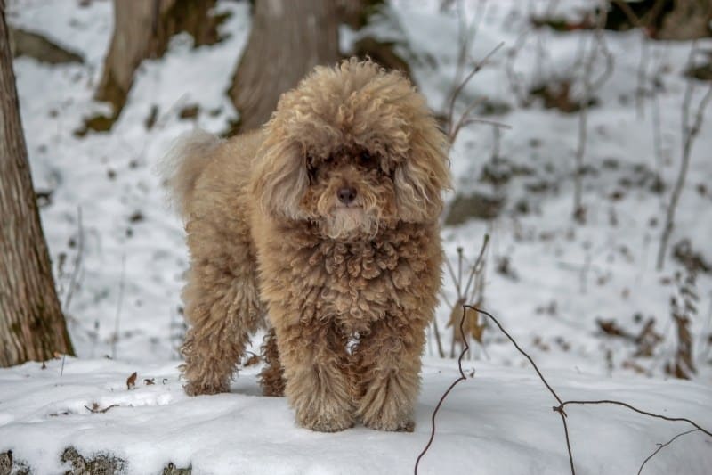 caniche enano en la nieve