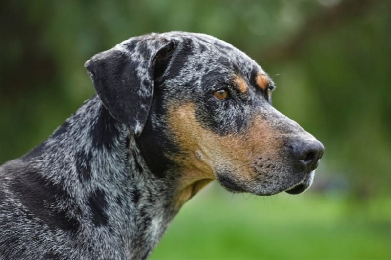 catahoula leopard dog portrait