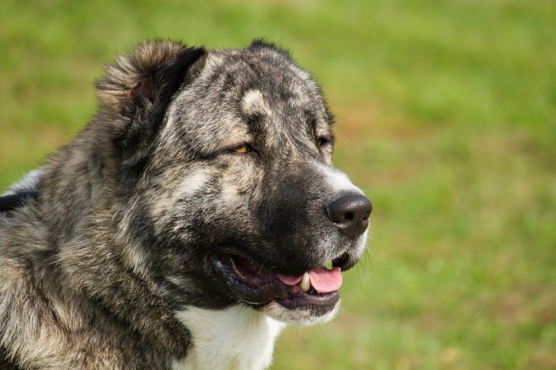 caucasian shepherd portrait