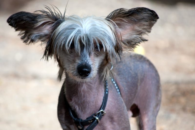 chien chinois à crête photo