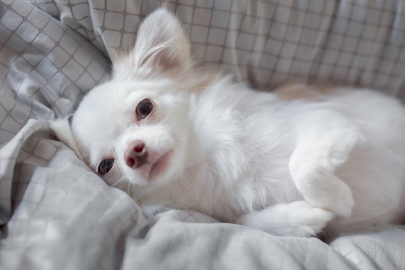 chihuahua blanc