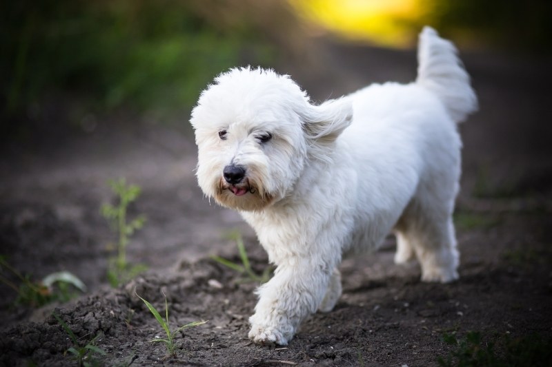 coton de tulear caminando en tierra