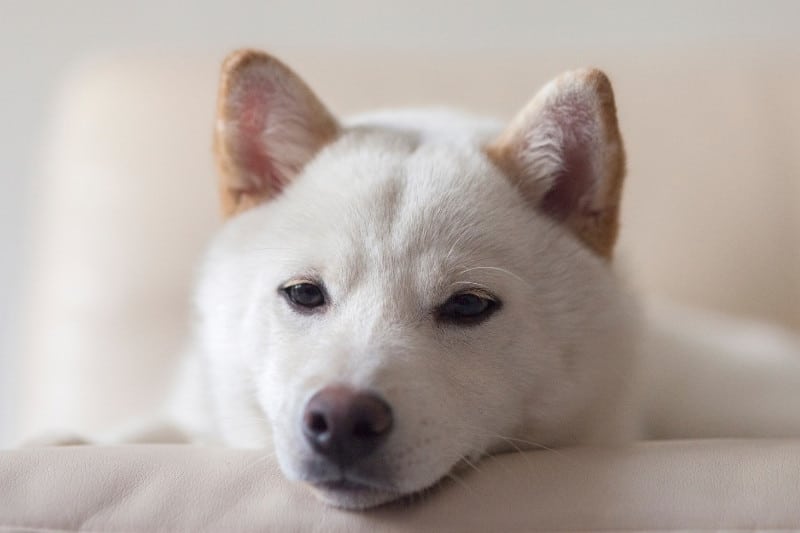 cream shiba inu