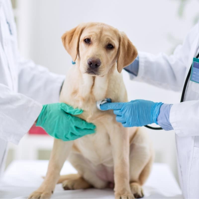 dog health homepage