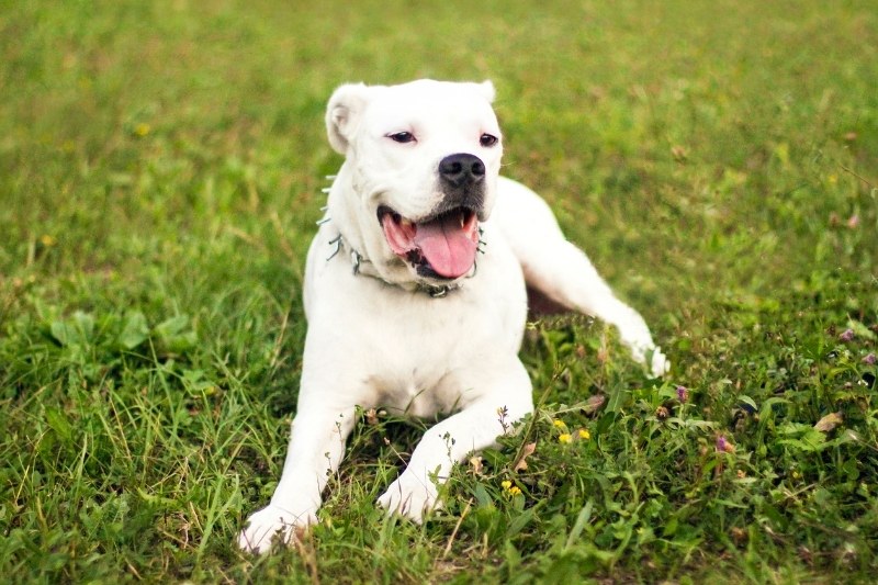 dogo argentino laying down with tongue out