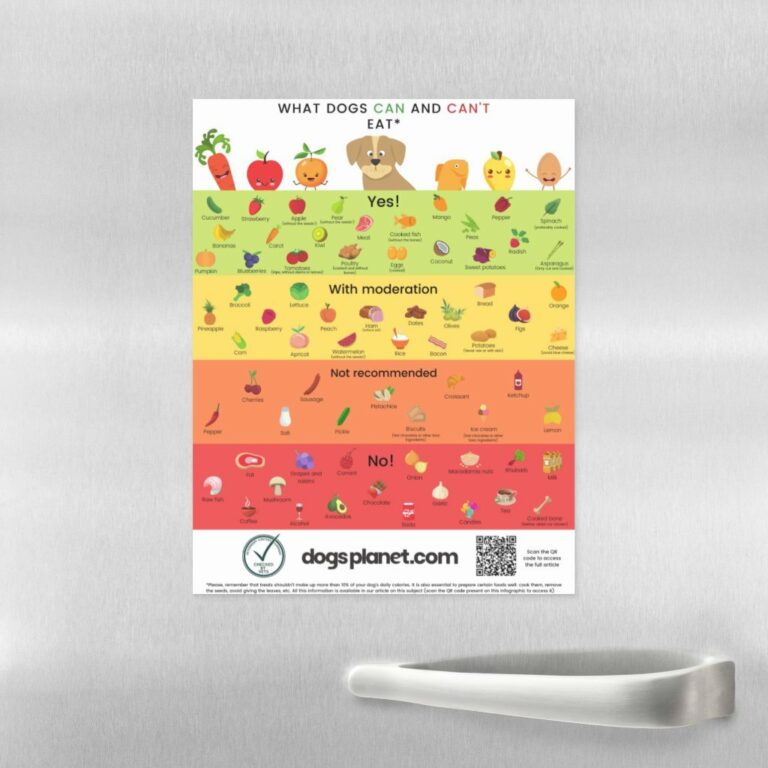 What food dogs can and can't eat?