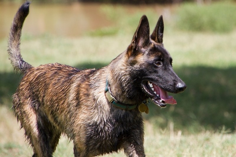 dutch shepherd in a field