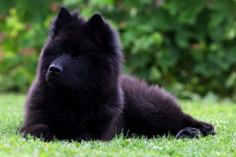 eurasier negro tumbado