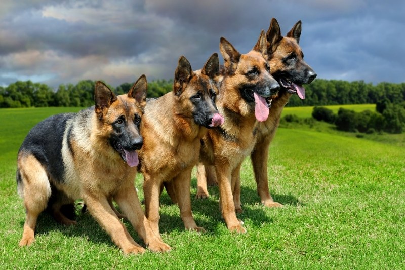 four german shepherds in a field