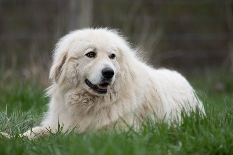 great pyrenees laying in a field