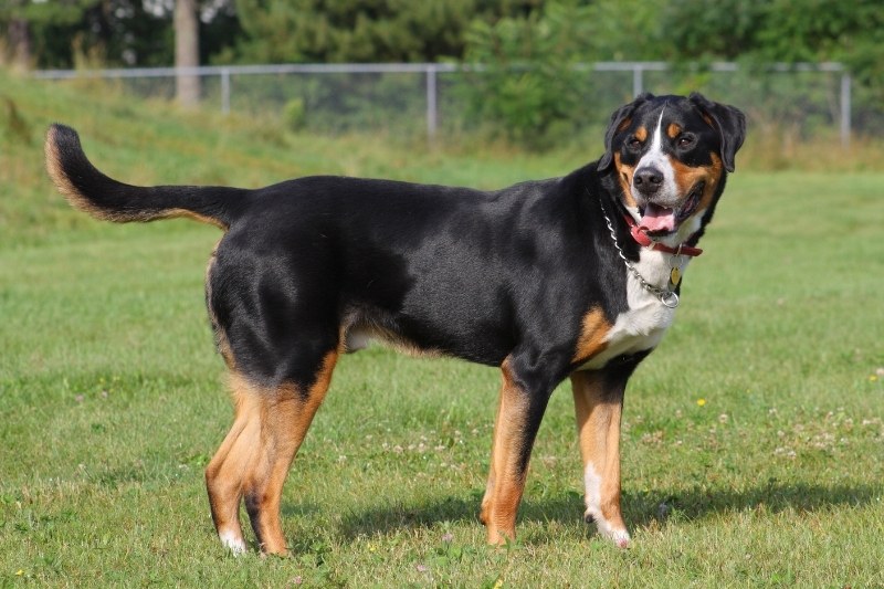 greater swiss mountain dog standing in a field