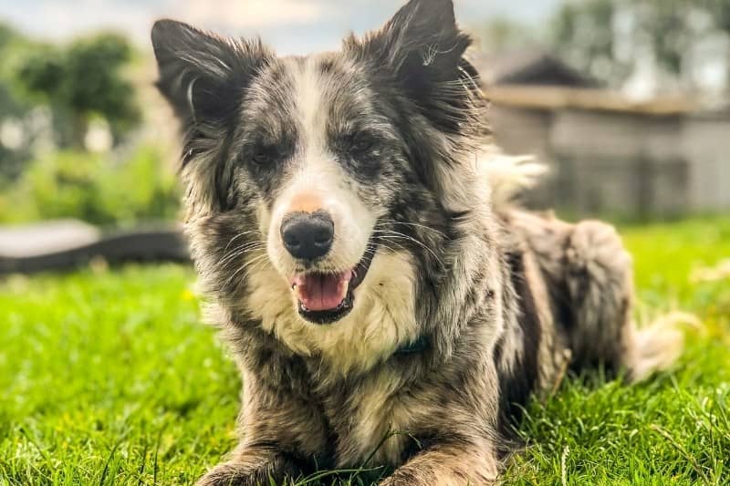 grey blue merle border collie