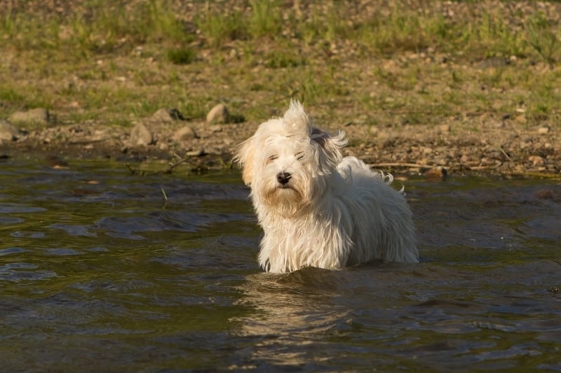 havanese dog swimming