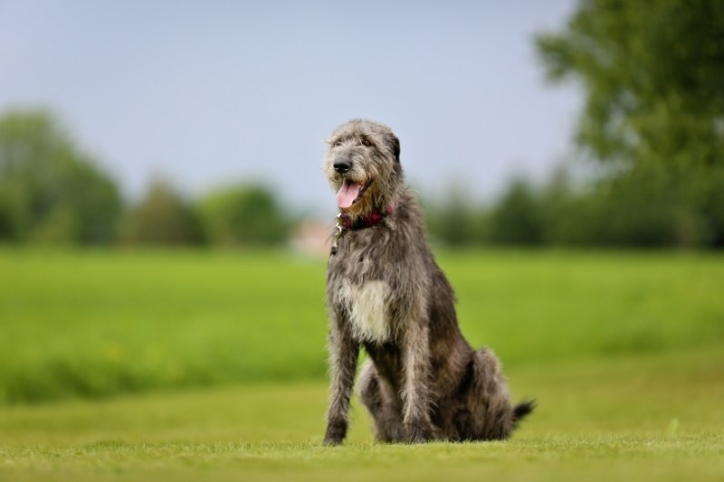 irish wolfhound sitting