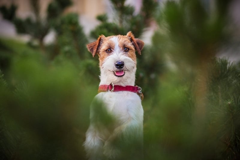 jack russell terrier en train de regarder l'appareil photo