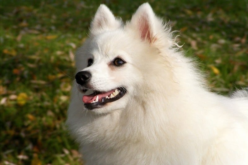 japanese spitz portrait