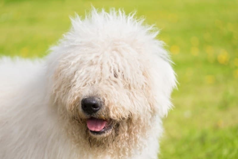 komondor portrait