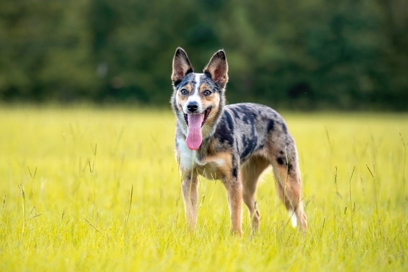 koolie dog in a field with tongue out