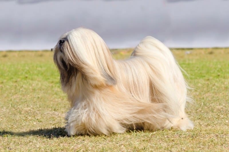 lhasa apso walking