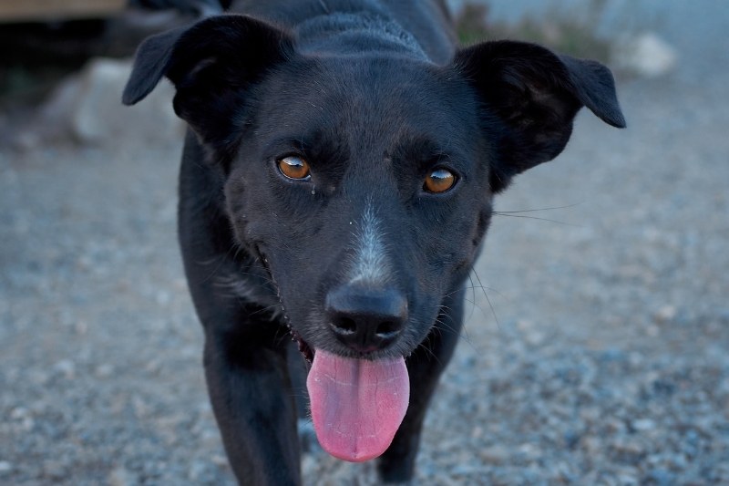 majorcan shepherd portrait