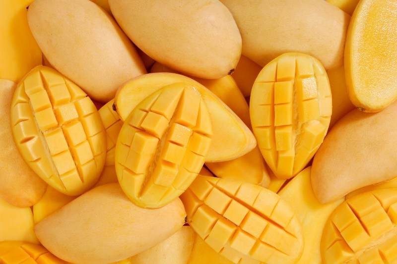 mangue chien