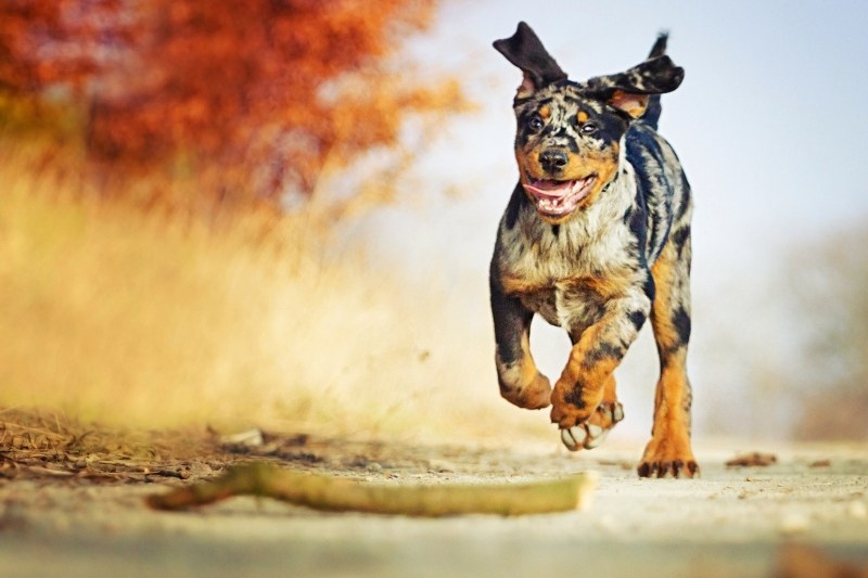 merle beauceron puppy