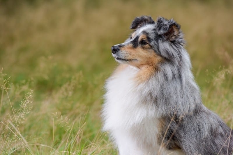 merle shetland sheepdog