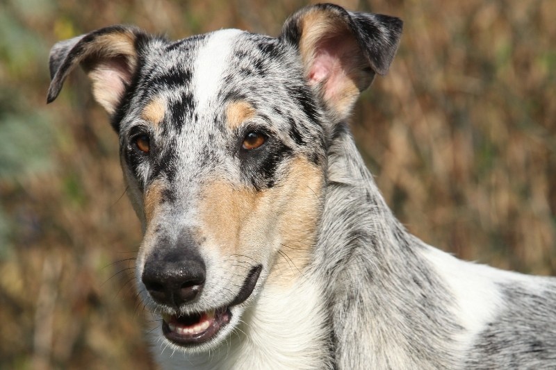 merle smooth collie
