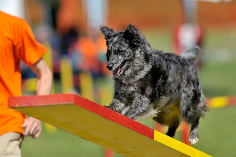 mudi dog in agility course