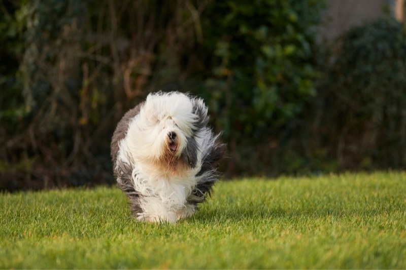 old english sheepdog running in a field